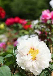 fotografia, materiale, libero il panorama, dipinga, fotografia di scorta,La peonia di Tempio di Hase-dera, peonia, bottone, , Mitera del fiore