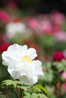 photo,material,free,landscape,picture,stock photo,Creative Commons,The peony of Hase-dera Temple, peony, button, peony, Mitera of the flower