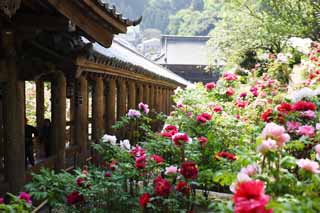 photo,material,free,landscape,picture,stock photo,Creative Commons,The up corridor of Hase-dera Temple, corridor, Stairs, worshiper, Mitera of the flower