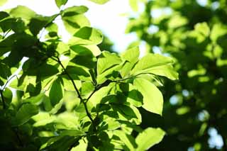 photo,material,free,landscape,picture,stock photo,Creative Commons,The season of the fresh green, Early summer, bud, The fresh green, leaf