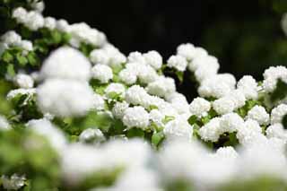 fotografia, materiale, libero il panorama, dipinga, fotografia di scorta,Ode di Mari, Ode di Mari, , giocando con una palla che colpisce col fiore di mano, 