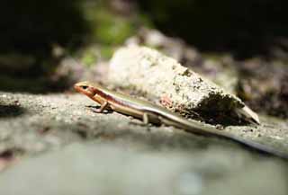 photo,material,free,landscape,picture,stock photo,Creative Commons,A Japanese lizard, kana snake, lizard, lizard, small animal