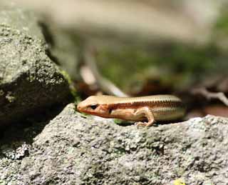 photo,material,free,landscape,picture,stock photo,Creative Commons,A Japanese lizard, kana snake, lizard, , small animal