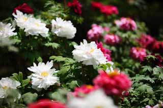 photo,material,free,landscape,picture,stock photo,Creative Commons,The peony of Hase-dera Temple, peony, button, peony, Mitera of the flower