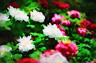 illust,tela,gratis,paisaje,fotografa,idea,pintura,Lpiz de color,dibujo,La peona de Hase - templo de dera, Peona, Botn, , Mitera de la flor