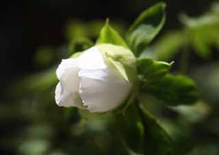 photo,material,free,landscape,picture,stock photo,Creative Commons,The peony of Hase-dera Temple, peony, button, peony, bud