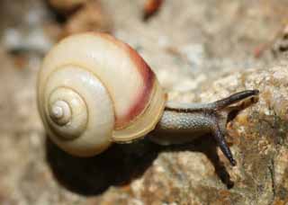 Foto, materiell, befreit, Landschaft, Bild, hat Foto auf Lager,Eine Schnecke, Schnecke, , Tritonshorn, 