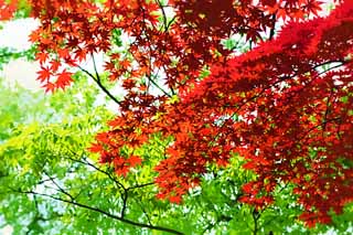 illust, matire, libre, paysage, image, le tableau, crayon de la couleur, colorie, en tirant,Les feuilles colores rouges du commencement de l't, rable, Rouge, Dans le printemps, Je deviens rouge et jaune