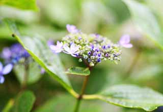 Foto, materiell, befreit, Landschaft, Bild, hat Foto auf Lager,Hortensie macrophylla, Hortensie, , , Die regnerische Jahreszeit