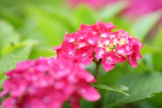 photo,material,free,landscape,picture,stock photo,Creative Commons,Say Yaw hydrangea, hydrangea, hydrangea, hydrangea, The rainy season