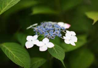 Foto, materieel, vrij, landschap, schilderstuk, bevoorraden foto,Hydrangea macrophylla, Hydrangea, , , De regentijd