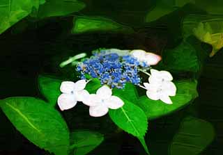 ,,, ,,,   , ,.  

macrophylla ., ., , .,  .