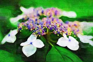 illust, matire, libre, paysage, image, le tableau, crayon de la couleur, colorie, en tirant,Macrophylla de l'hortensia, hortensia, , , La saison pluvieuse