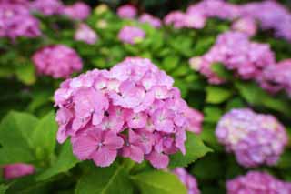 photo,material,free,landscape,picture,stock photo,Creative Commons,Say Yaw hydrangea, hydrangea, hydrangea, hydrangea, The rainy season