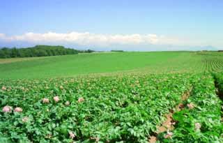 fotografia, material, livra, ajardine, imagine, proveja fotografia,Campo de batata perptuo, nuvem, campo, verde, cu azul