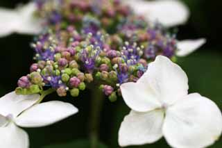 fotografia, materiale, libero il panorama, dipinga, fotografia di scorta,Macrophylla di ortensia, ortensia, , , La stagione piovosa