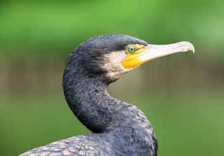 photo,material,free,landscape,picture,stock photo,Creative Commons,A common cormorant, cormorant, , cormorant, bill