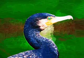 illustration,material,free,landscape,picture,painting,color pencil,crayon,drawing,A common cormorant, cormorant, , , bill