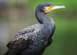 photo,material,free,landscape,picture,stock photo,Creative Commons,A common cormorant, cormorant, , cormorant, bill