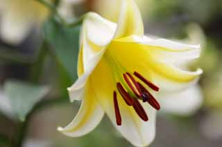 photo,material,free,landscape,picture,stock photo,Creative Commons,Casablanca, lily, lily, lily, Pollen