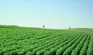 photo, la matire, libre, amnage, dcrivez, photo de la rserve,tre debout dans les class, arbre, champ, vert, ciel bleu