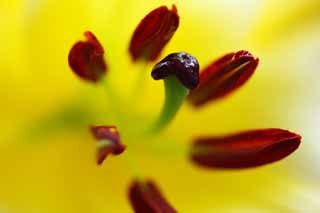 photo,material,free,landscape,picture,stock photo,Creative Commons,Casablanca, lily, lily, lily, Pollen