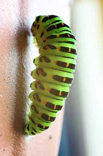 photo,material,free,landscape,picture,stock photo,Creative Commons,The metamorphosis of the common yellow swallowtail, green caterpillar, butterfly, pupa, pupa