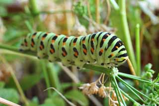photo,material,free,landscape,picture,stock photo,Creative Commons,The larva of the common yellow swallowtail, butterfly, , green caterpillar, 