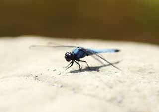 photo,material,free,landscape,picture,stock photo,Creative Commons,Dragonfly, dragonfly, dragonfly, Light blue, feather