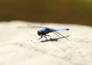 Foto, materieel, vrij, landschap, schilderstuk, bevoorraden foto,Libelle, Libelle, , Lichtblauw, Veren