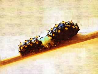 illust, , , , , ,  ,  , .,larva   swallowtail, , ,  , 