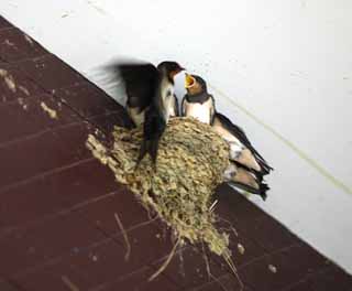 photo,material,free,landscape,picture,stock photo,Creative Commons,The young bird of the swallow, swallow, , , nest