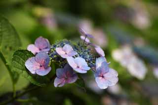 Foto, materiell, befreit, Landschaft, Bild, hat Foto auf Lager,Hortensie macrophylla, Hortensie, , , Die regnerische Jahreszeit