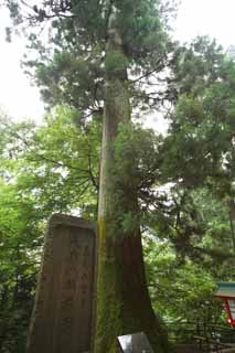 photo, la matire, libre, amnage, dcrivez, photo de la rserve,Le cdre de chaise du lutin long-fouin de Mt. Takao, lutin long-fouin, Mt. Takao arbre sacr, Aller  pied, fort