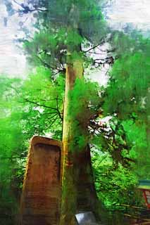Illust, materieel, vrij, landschap, schilderstuk, schilderstuk, kleuren potlood, crayon, werkje,De stoel ceder van de lang-gesnuffelde kabouter van Mt. Takao, Lang-gesnuffelde kabouter, Mt. Takao heilige boom, Wandelend, Woud
