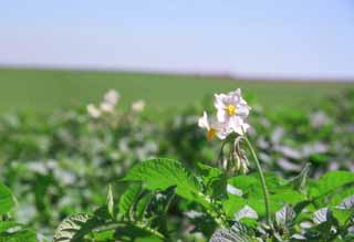 fotografia, material, livra, ajardine, imagine, proveja fotografia,Em um campo de batata, verde, campo, , 