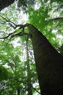 fotografia, materiale, libero il panorama, dipinga, fotografia di scorta,Un albero di Mt. Takao, L'abbaio, Muschio, modo di ramo, foresta