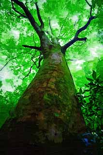 illust,tela,gratis,paisaje,fotografa,idea,pintura,Lpiz de color,dibujo,Un rbol de monte. Takao, La corteza, Moss, Manera de la seccin, Bosque