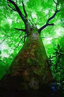 illust, materiale, libero panorama, ritratto dipinto, matita di colore disegna a pastello, disegnando,Un albero di Mt. Takao, L'abbaio, Muschio, modo di ramo, foresta