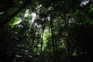 Foto, materiell, befreit, Landschaft, Bild, hat Foto auf Lager,Ein Baum von Mt. Takao, Die Rinde, Moos, Weg des Zweiges, Wald