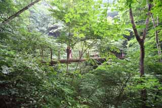 photo, la matire, libre, amnage, dcrivez, photo de la rserve,Un pont de la bascule de Mt. Takao, pont suspendu, fil, fort, Aller  pied