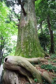 fotografia, material, livra, ajardine, imagine, proveja fotografia,Cedro de polvo a Mt. Takao, lenda, Mt. Takao rvore sagrada, Caminhando, floresta