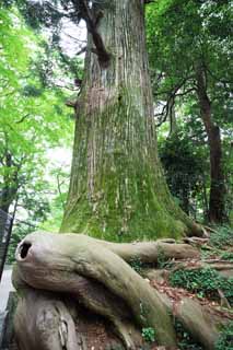 Foto, materieel, vrij, landschap, schilderstuk, bevoorraden foto,Octopus Ceder bij Mt. Takao, Volksoverlevering, Mt. Takao heilige boom, Wandelend, Woud