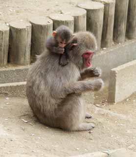 photo,material,free,landscape,picture,stock photo,Creative Commons,Parent and child of the Japanese monkey, monkey, , Japanese monkey, 