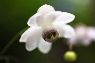 Foto, materiell, befreit, Landschaft, Bild, hat Foto auf Lager,Ein Anemonopsis macrophylla, Bltenblatt, weie Blte, Blume des Sommers, Ich bin schn