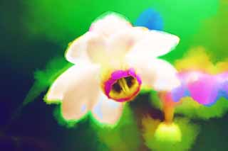 illust, matire, libre, paysage, image, le tableau, crayon de la couleur, colorie, en tirant,Un macrophylla Anemonopsis, ptale, fleur blanche, fleur de l't, Je suis joli