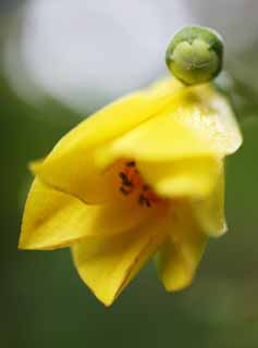 foto,tela,gratis,paisaje,fotografa,idea,Palmata, Ptalo, Pngase amarillo, Flor del verano, Soy bonito