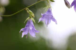 Foto, materiell, befreit, Landschaft, Bild, hat Foto auf Lager,Adenophora remotiflora, Bltenblatt, Glockenblume, Blume des Sommers, Ich bin schn