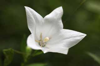 photo,material,free,landscape,picture,stock photo,Creative Commons,A white bellflower, petal, bellflower, bellflower, I am pretty