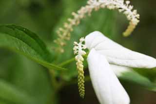 photo, la matire, libre, amnage, dcrivez, photo de la rserve,Remotiflora Adenophora, ptale, campanule, fleur de l't, Je suis joli